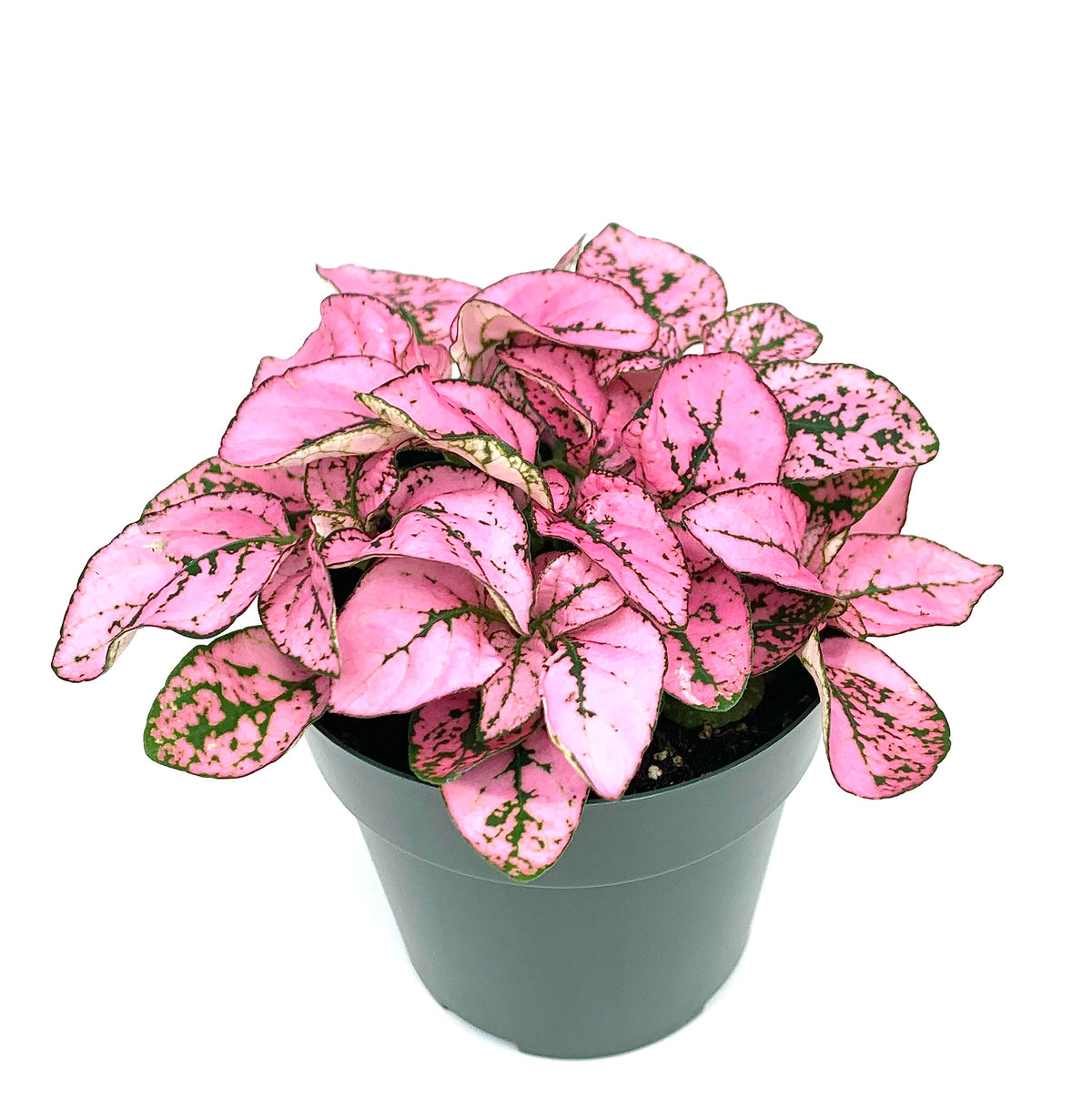 Potted plant with pink and green leaves on a white background