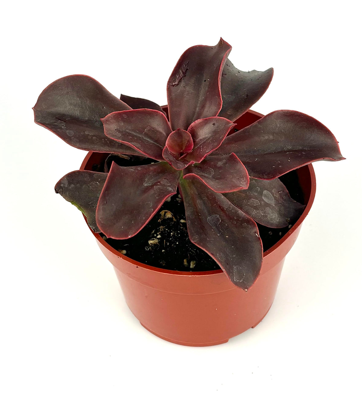 Potted Red Barron Echeveria plant with dark green leaves in a terracotta pot on a white background