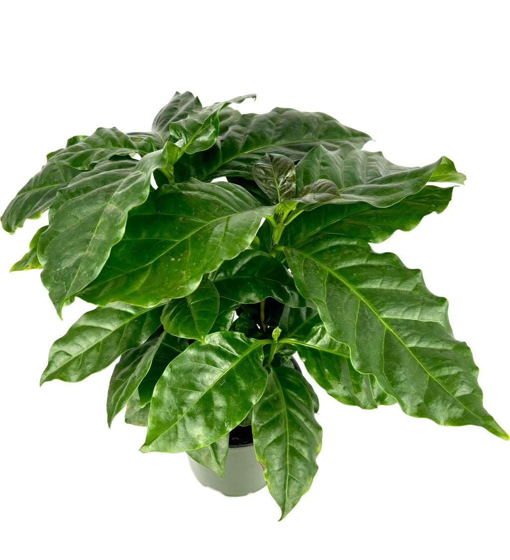Potted coffee arabica plant with large green leaves on a white background
