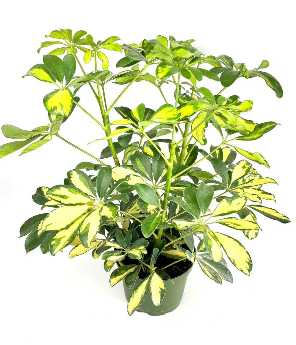 Potted Schleffera plant with green and yellow leaves on a white background