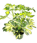 Potted Schleffera plant with green and yellow leaves on a white background