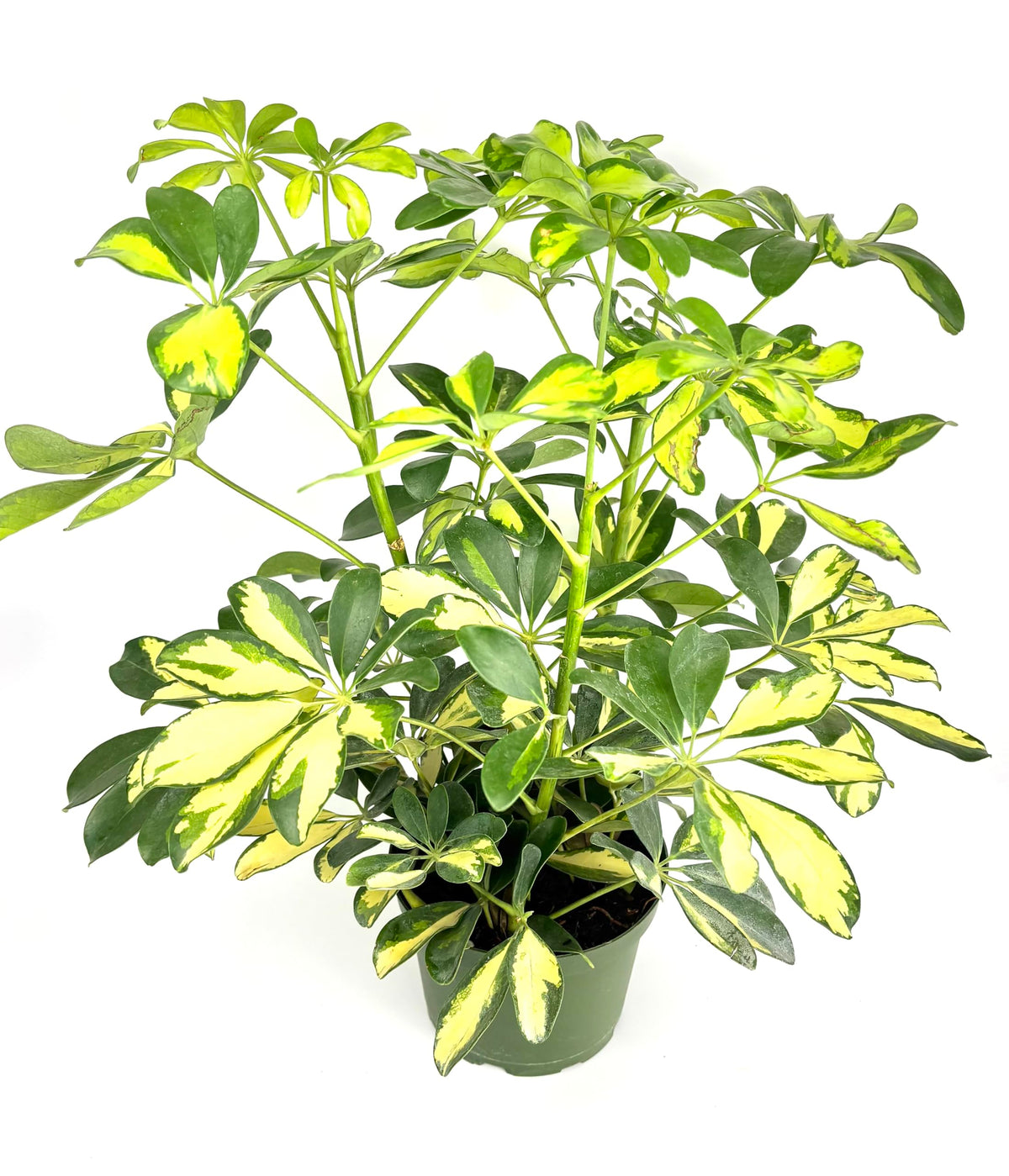 Potted Schleffera plant with green and yellow leaves on a white background