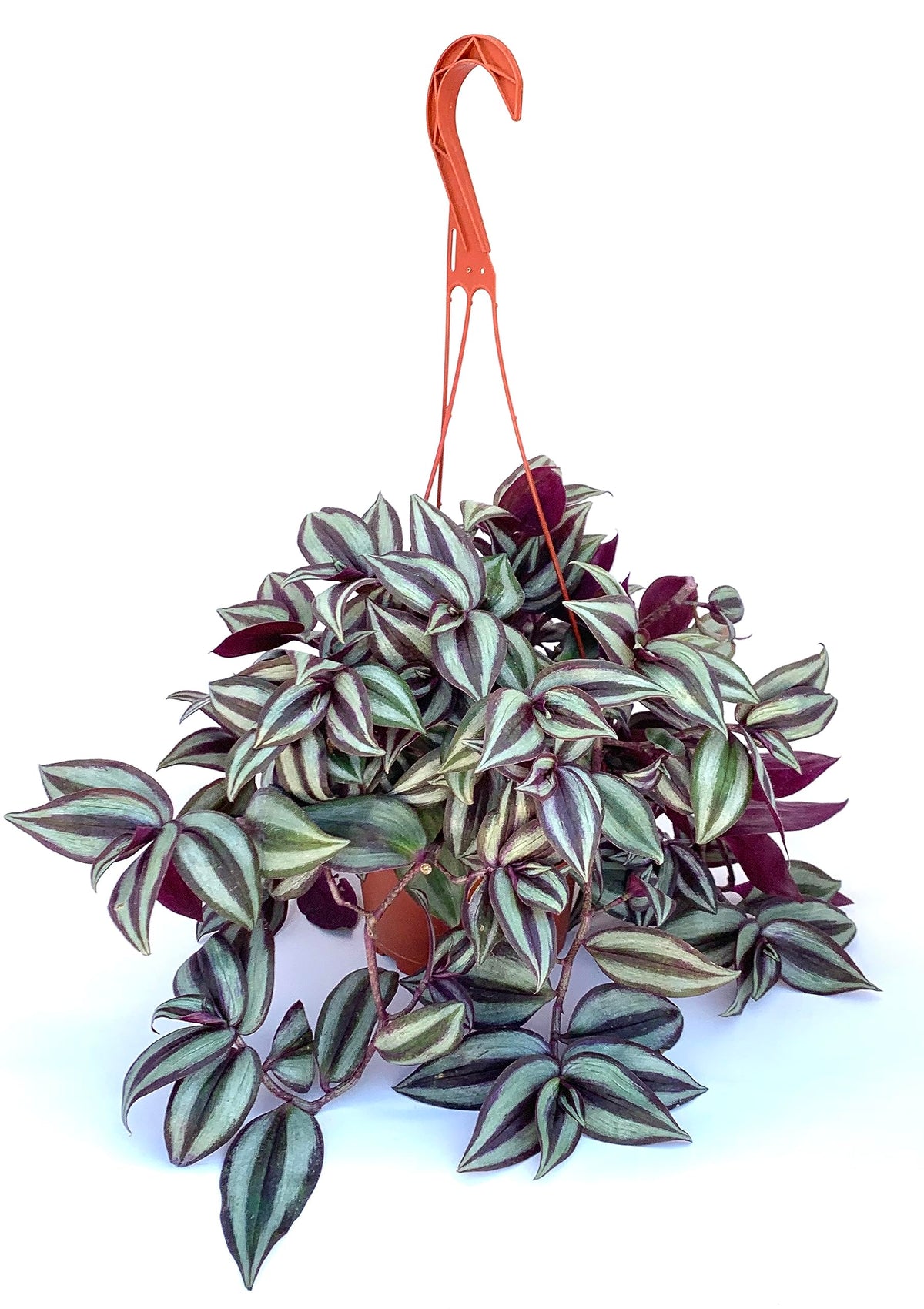 Hanging basket with a variegated tradescantia plant on a white background