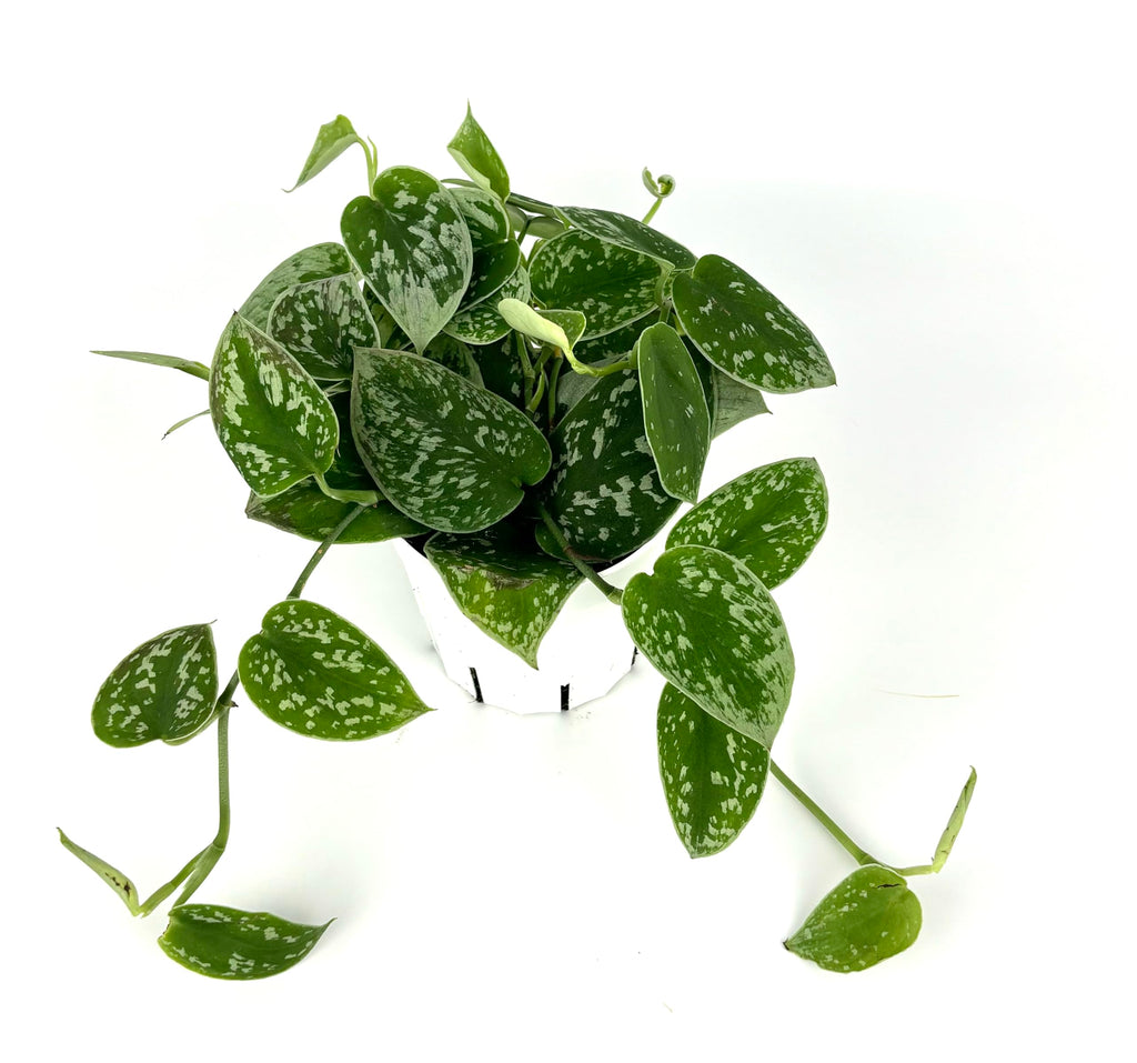 Green potted silver splash pothos plant with spotted leaves on a white background