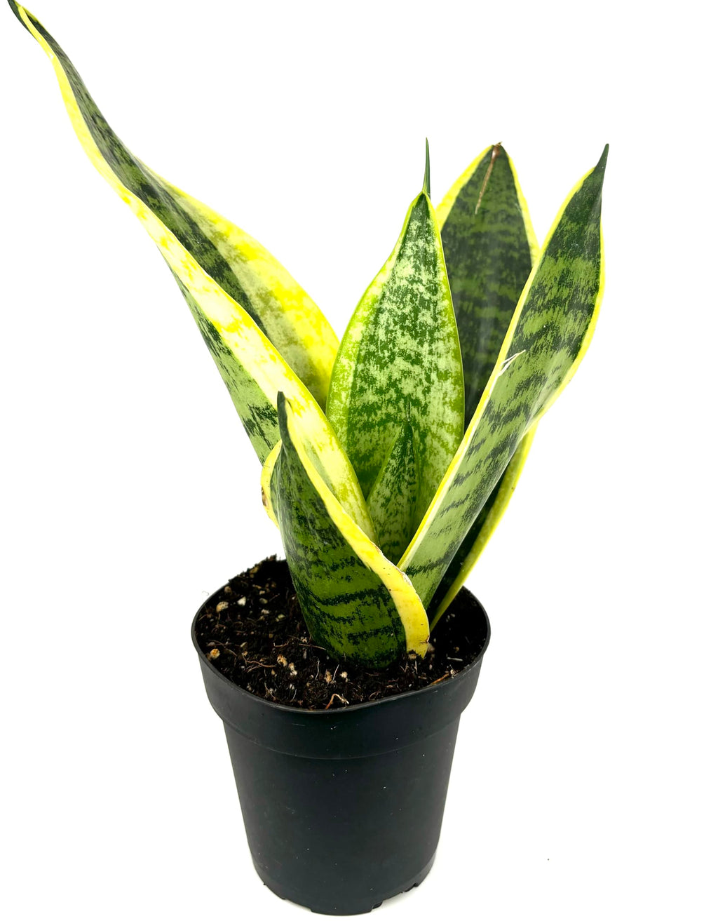 Side view of a Sansevieria Futura Superba snake plant with upright variegated leaves in a black pot
