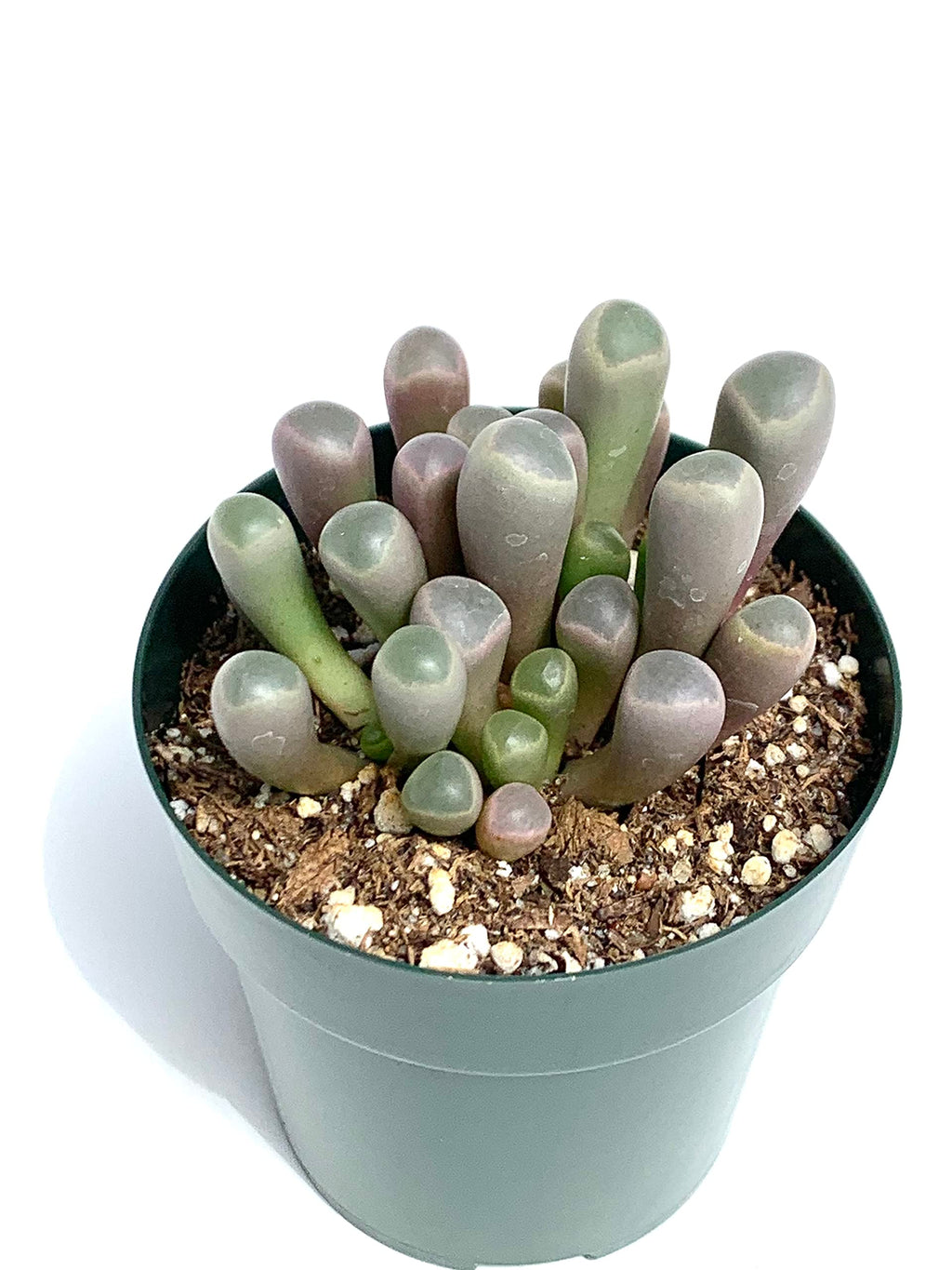 Potted baby toes succulent plant with green and grayish-green leaves on a white background