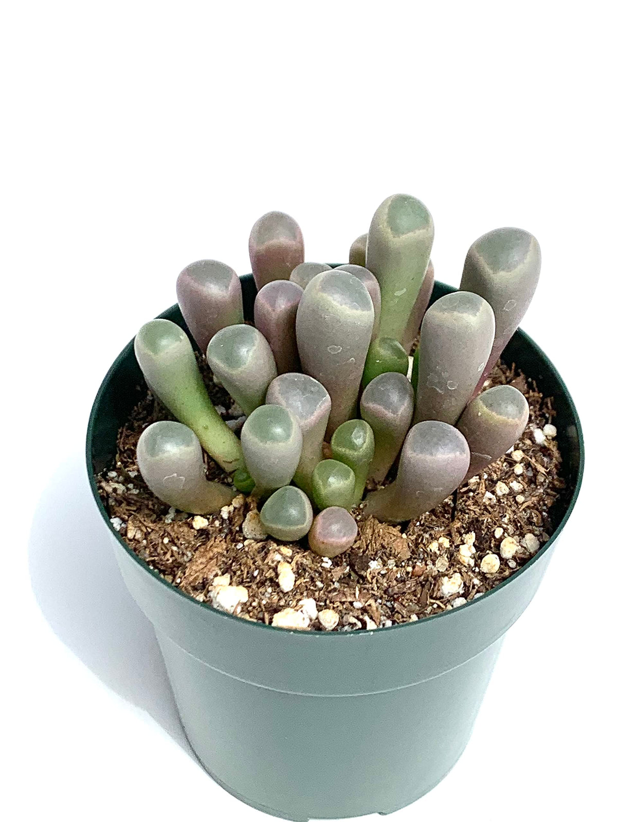 Potted baby toes succulent plant with green and grayish-green leaves on a white background