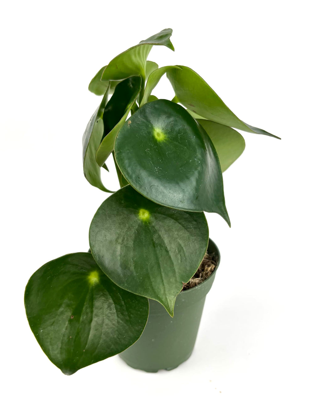 Potted peperomia owl eye plant with large green leaves on a white background