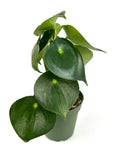 Potted peperomia owl eye plant with large green leaves on a white background