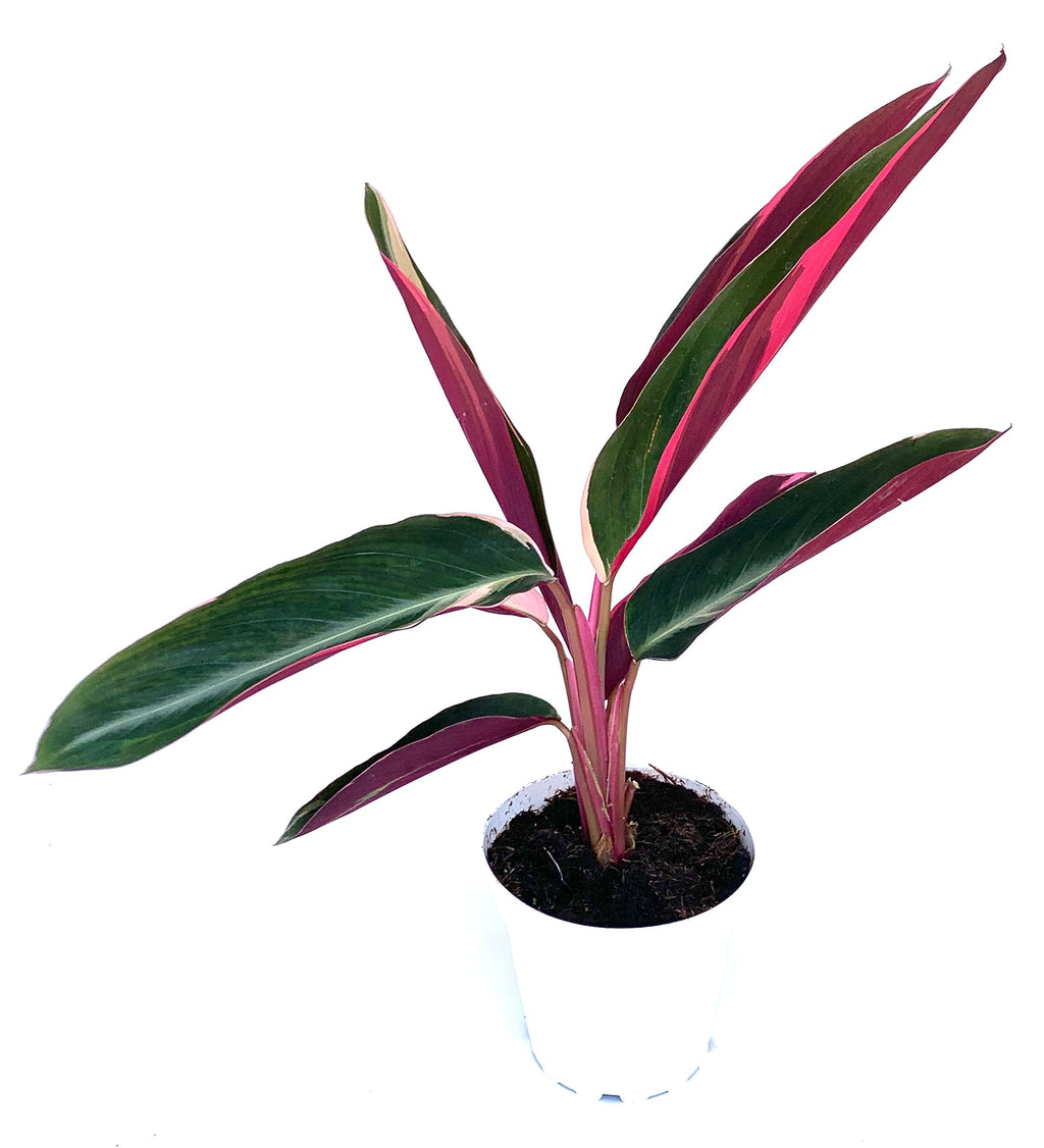 Potted stromanthe plant with green and purple leaves on a white background