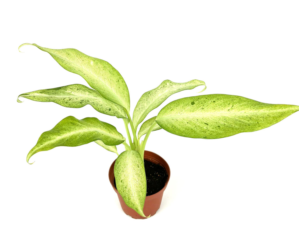 Potted plant with light green leaves on a white background