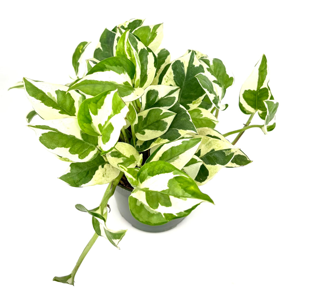 Potted pothos n' joy plant with green and white leaves on a white background
