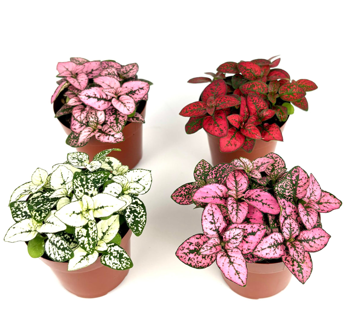 Four potted Hypoestes Splash plants with variegated leaves on a white background