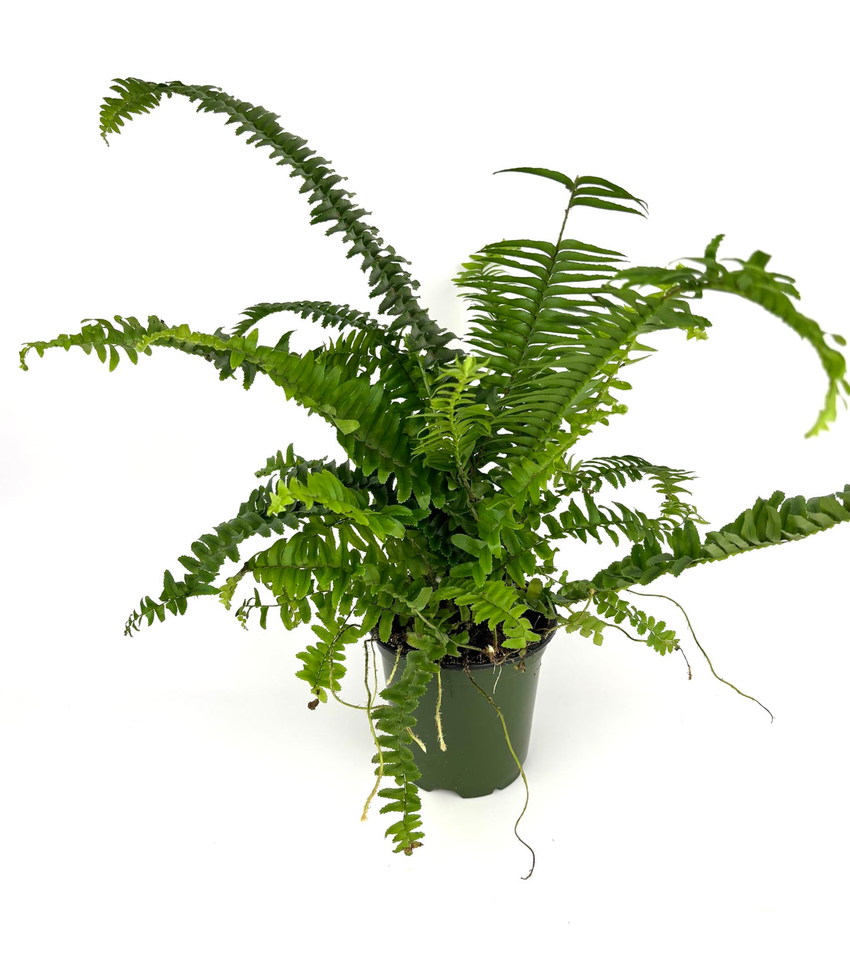 Potted fern plant on a white background