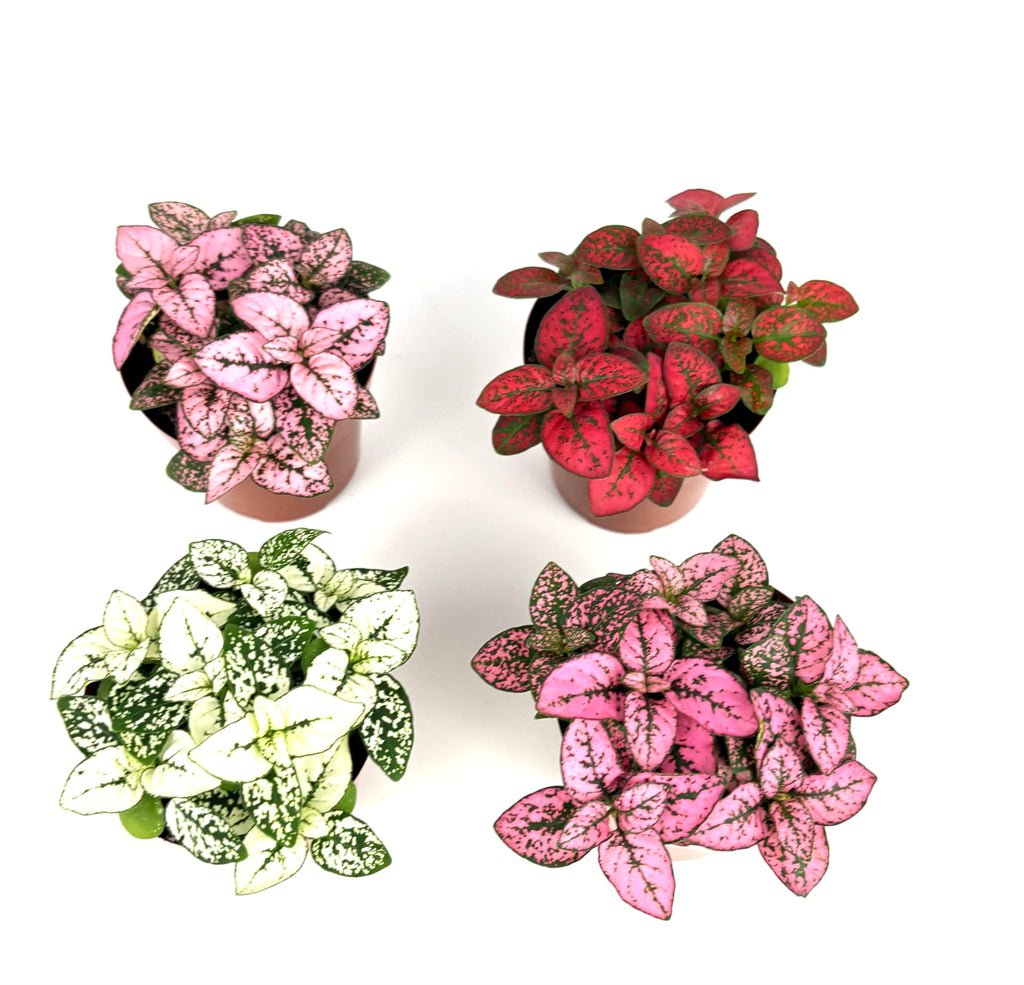 Four potted Hypoestes Splash plants with pink, red, and green leaves on a white background