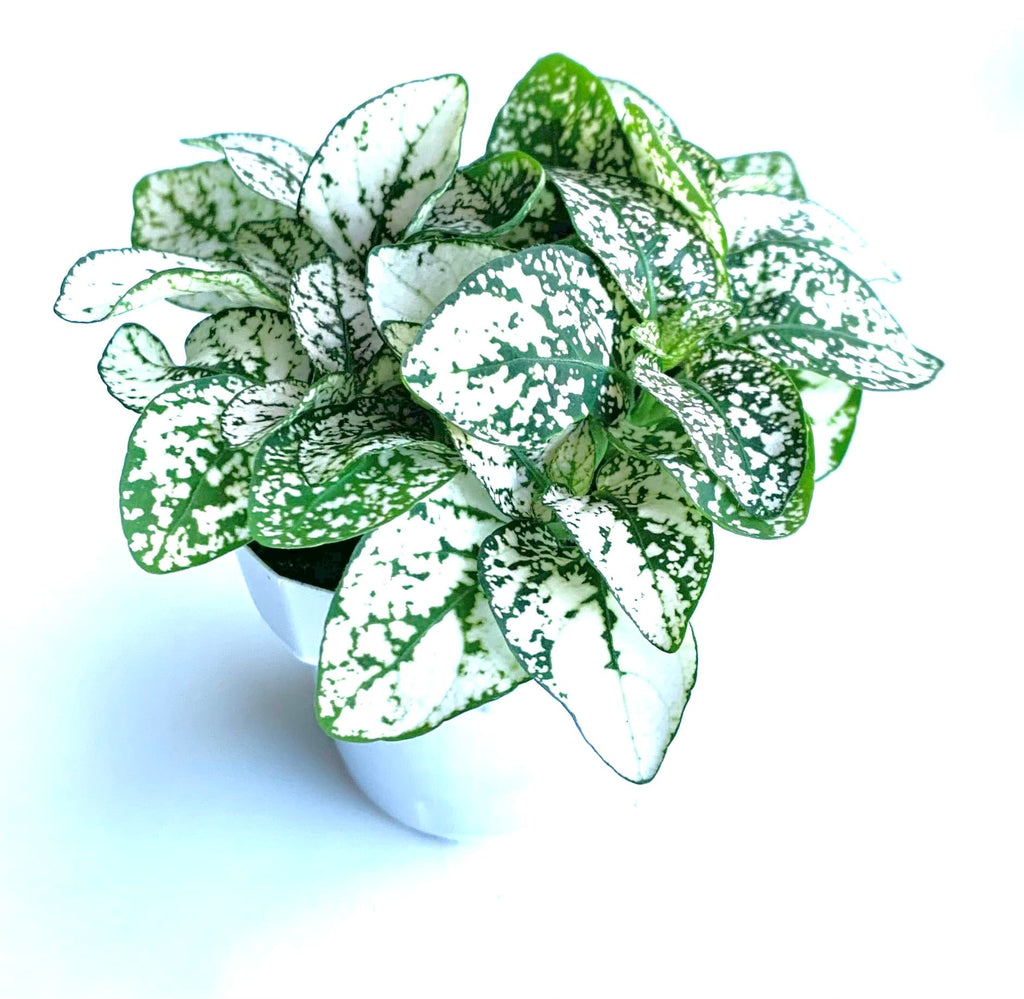 Potted Hypoestes White Splash plant with green and white leaves on a white background