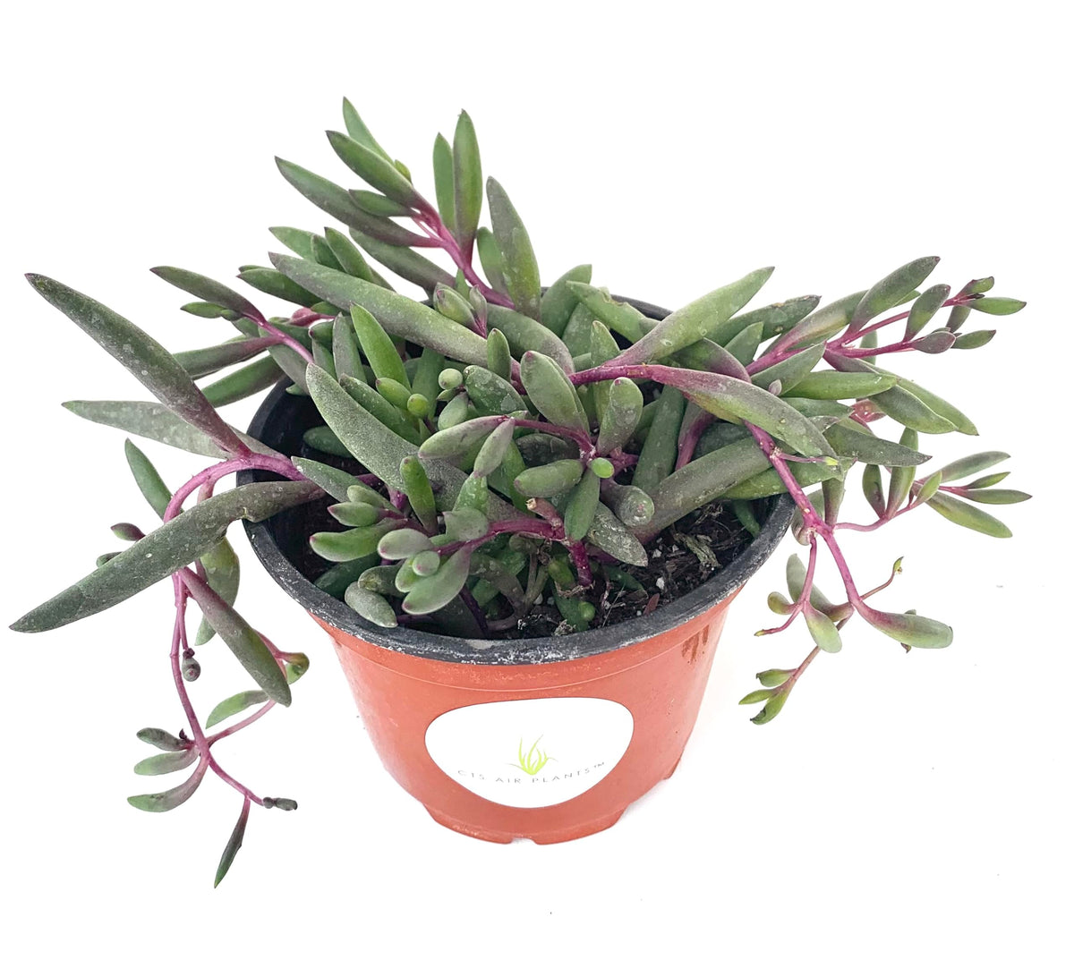 String of Pickles Succulents Ruby Beads Othonna Capensis Rooted in 4" Pot