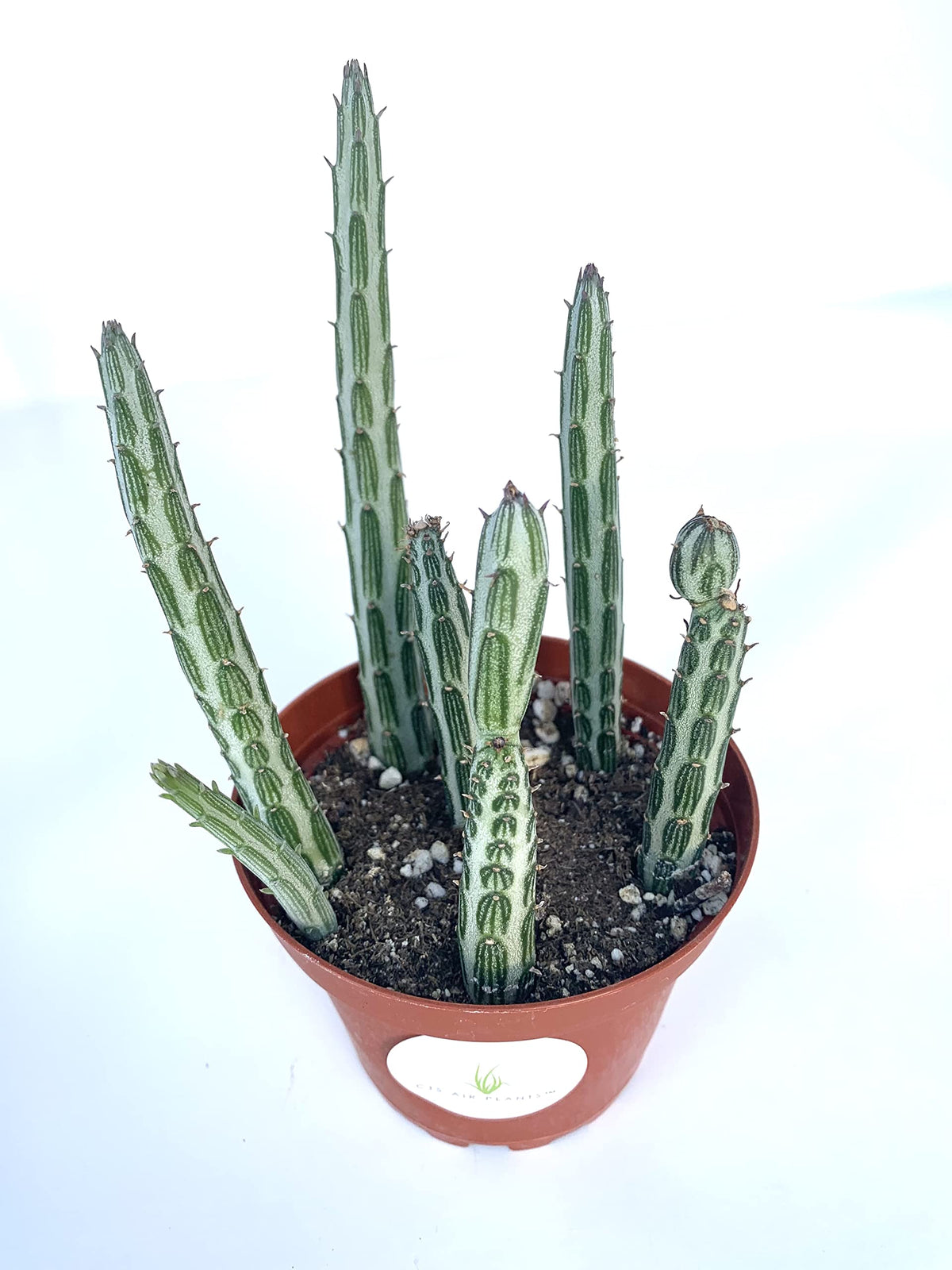 Potted Pickle Plant cactus plant on a white background