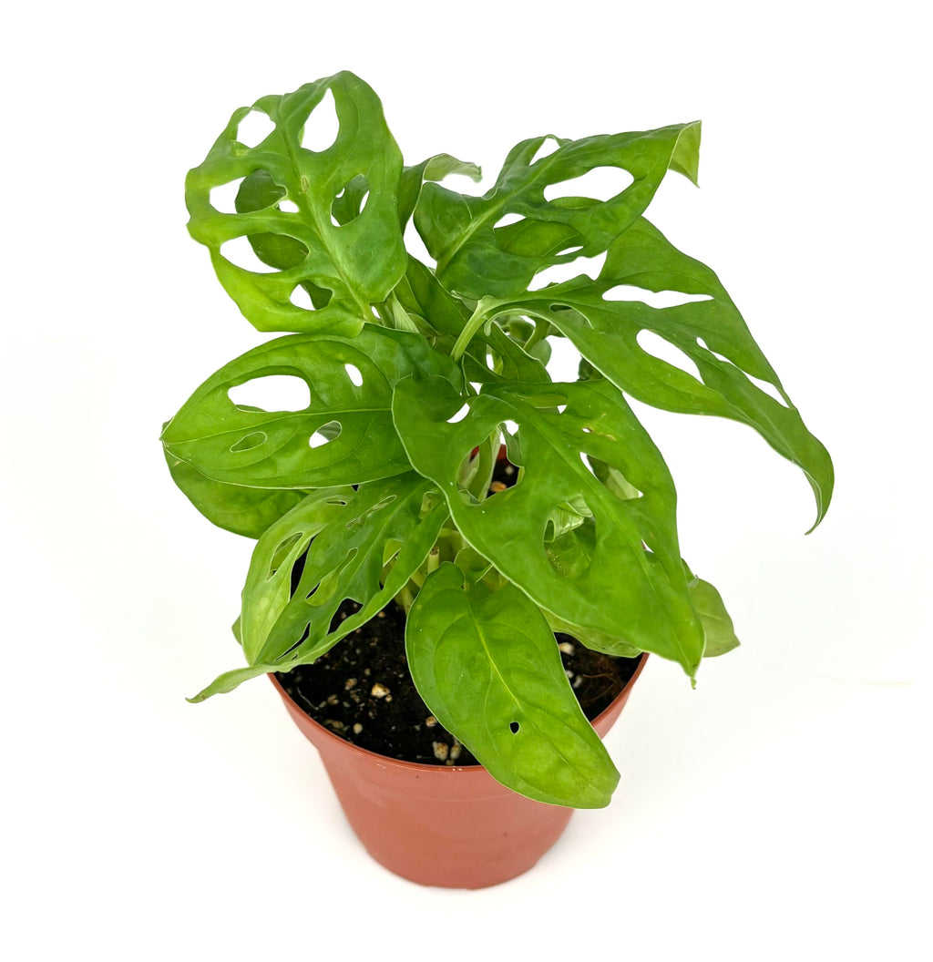 Potted plant with large green leaves on a white background