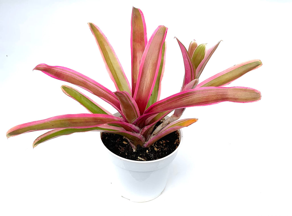 Potted neoregelia donger plant with pink and green leaves on a white background