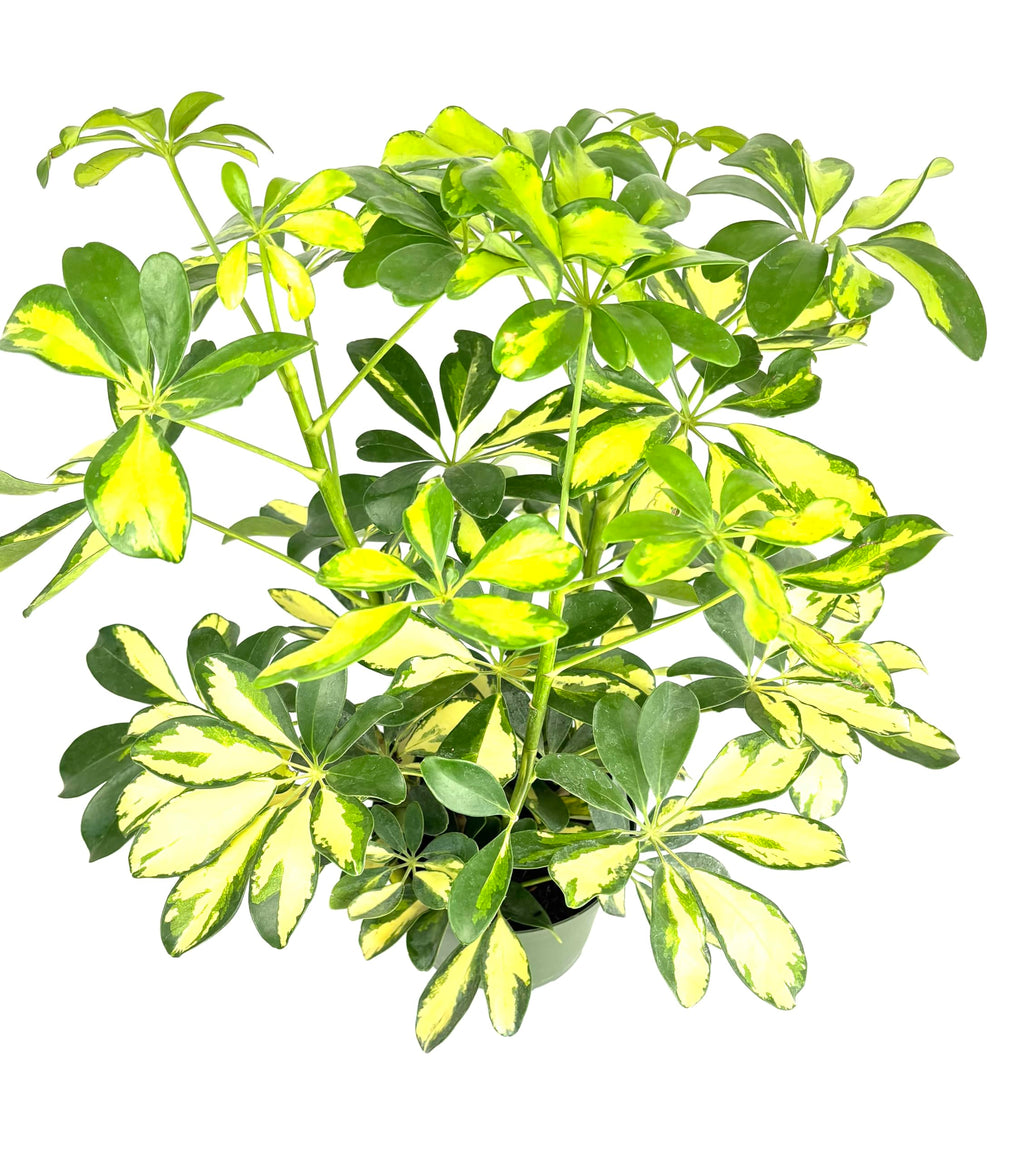 Golden Umbrella plant on a white background
