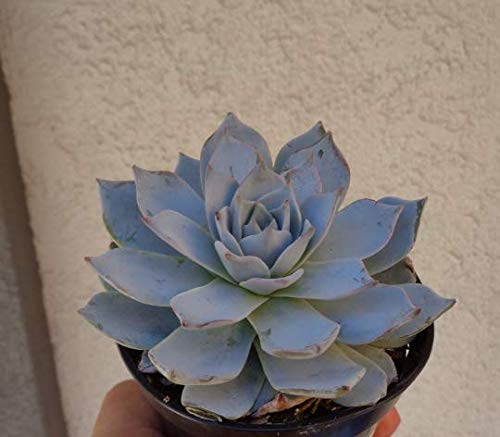 Blue Echeveria Peacockii Succulents 4" Pot