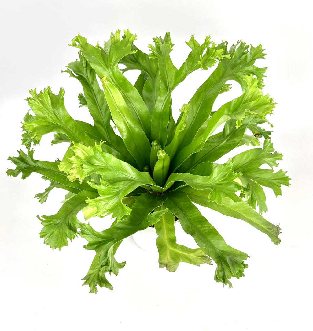 Green leafy fern on a white background