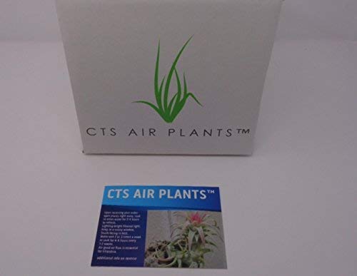 CTS AIR PLANTS Anacampseros Sunrise Succulents Small Cluster Anacampseros Telephiastrum Variegata