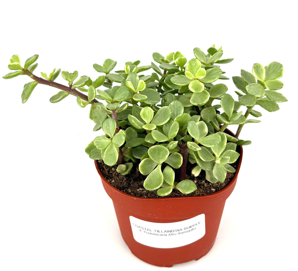 Rainbow Elephant Bush Portulacaria Afra Variegata, Green Yellow Pink, 4 Inch Pot, Live Succulent Plant