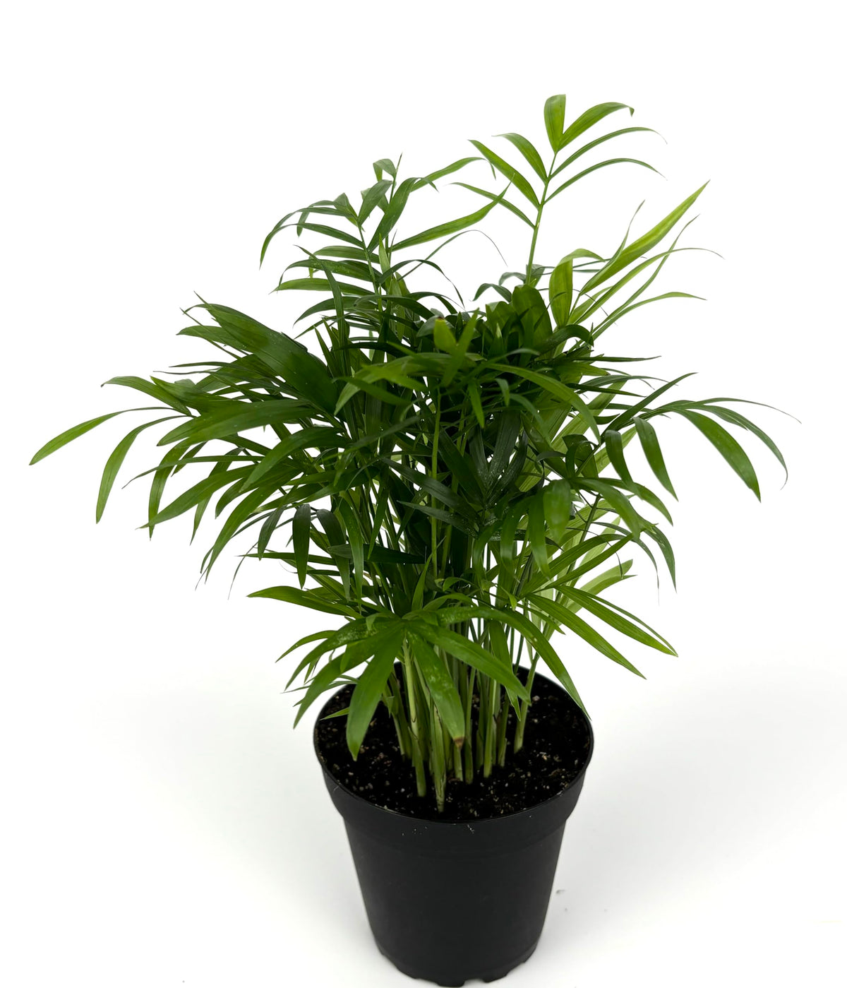 Potted plant with green leaves on a white background