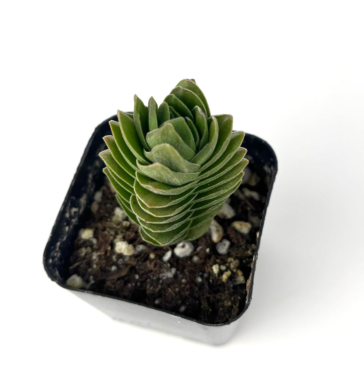Green buddha's temple succulent plant in a black pot with pebbles on a white background