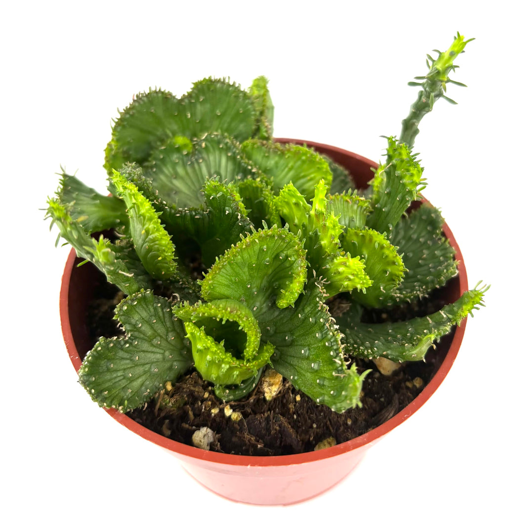 Euphorbia Green Coral Succulents Euphorbia Flanaganii Cristata, 4" Pot