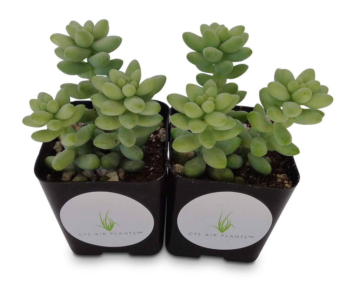 Pair of Donkey Tail sedum plants with clustered green leaves in black square pots
