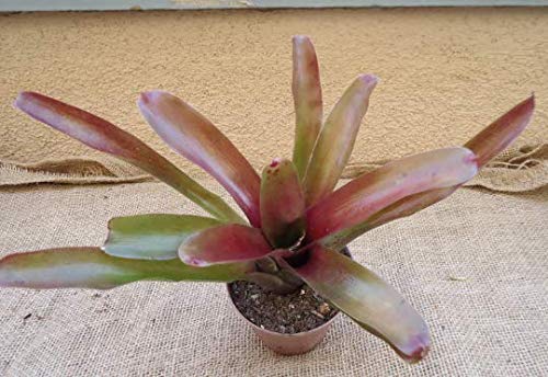 Neoregelia Fireball House Plant, 4" Pot