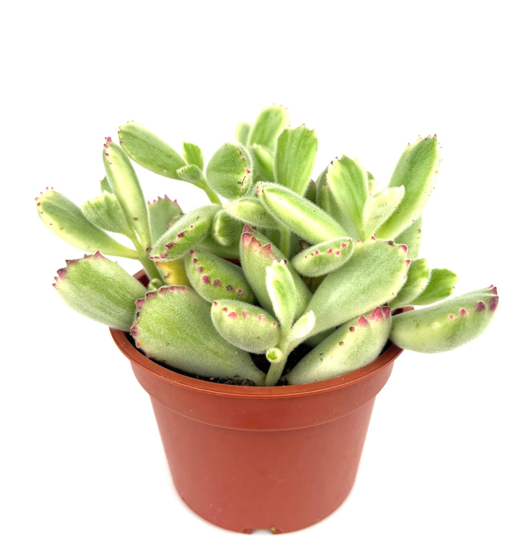 Variegated Cubs Paw Cluster Cotyledon Ladismithiensis Variegata, Live Succulent Plant, 4" Pot, Green Yellow Pink
