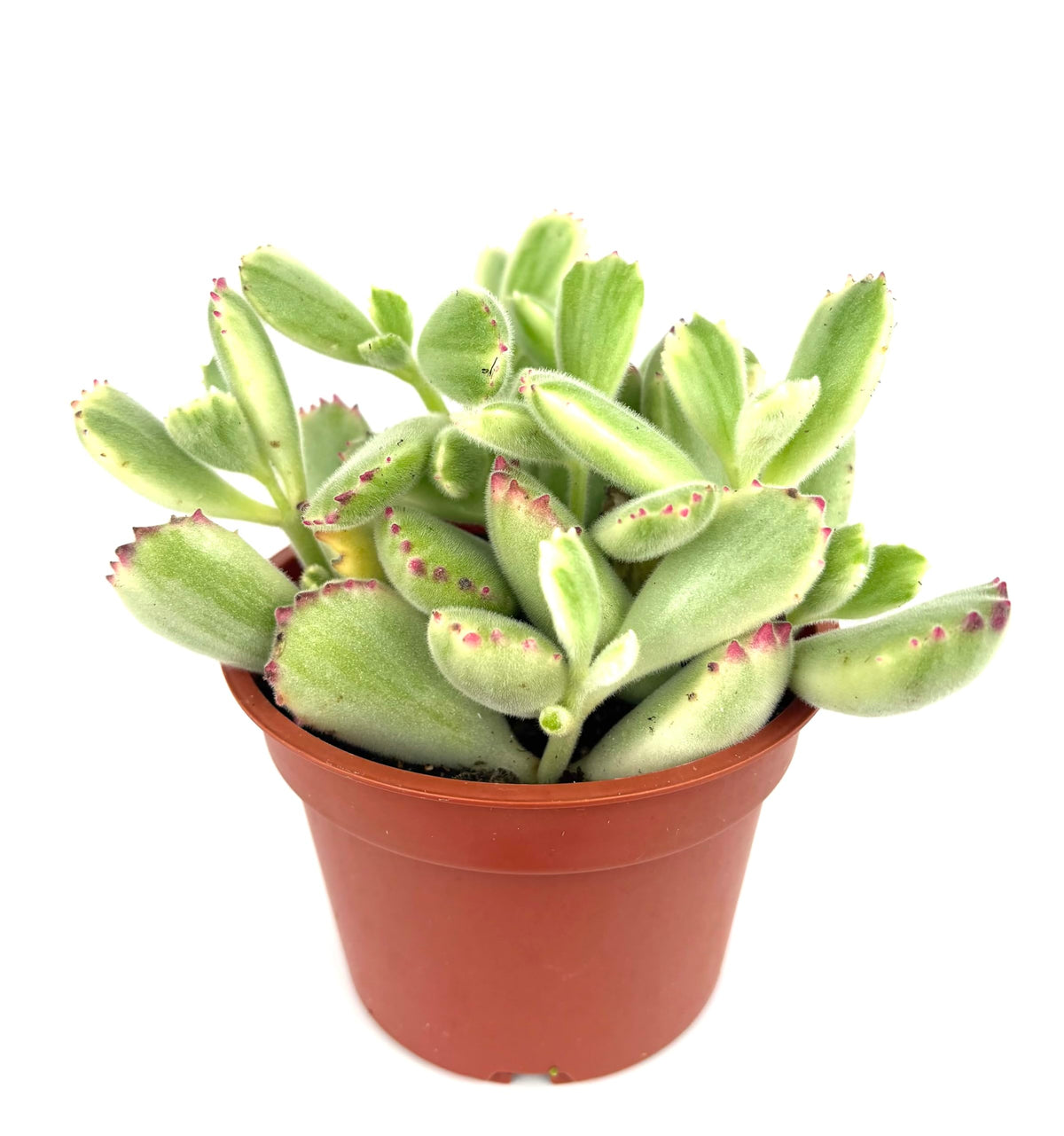 Variegated Cubs Paw Cluster Cotyledon Ladismithiensis Variegata, Live Succulent Plant, 4" Pot, Green Yellow Pink