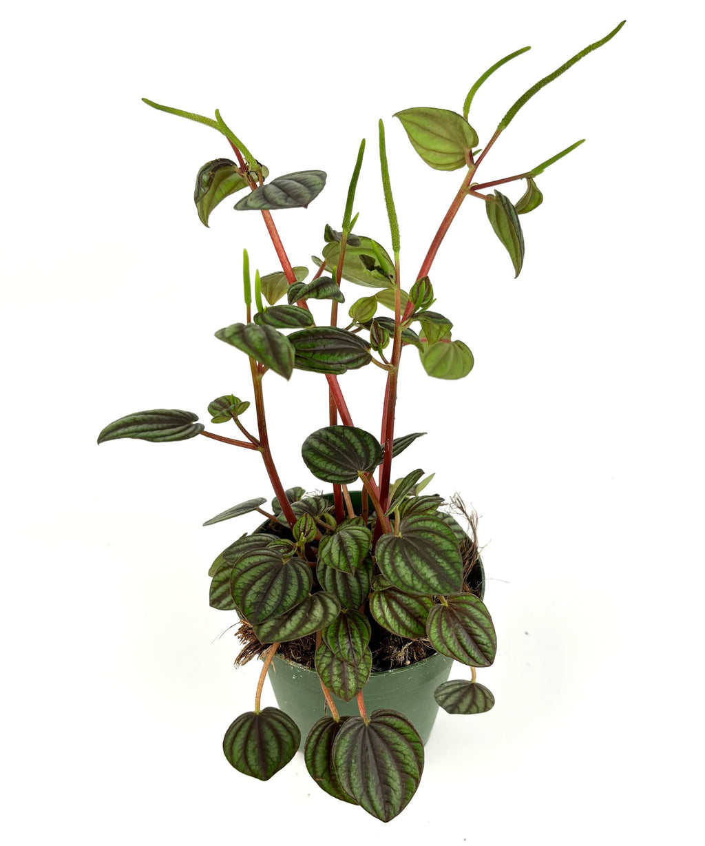 Peperomia Piccolo Banda Live Potted House Plant, 4" Pot, Green Purple Red, Indoor Use
