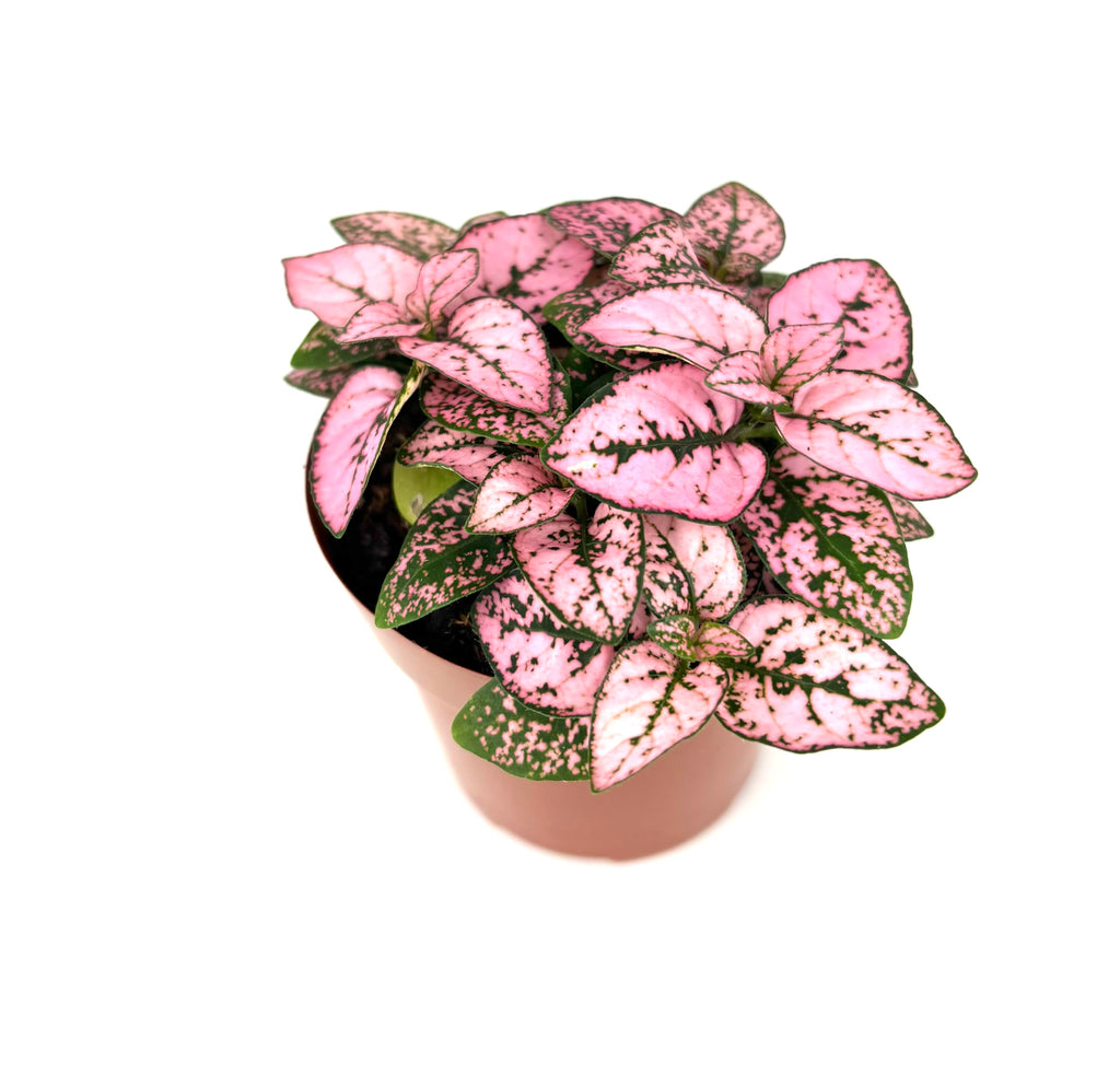 Potted hypoestes plant with pink and green leaves on a white background