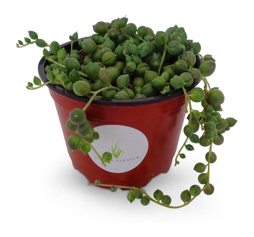 String of Pearls Succulents Senecio Rowleyanus