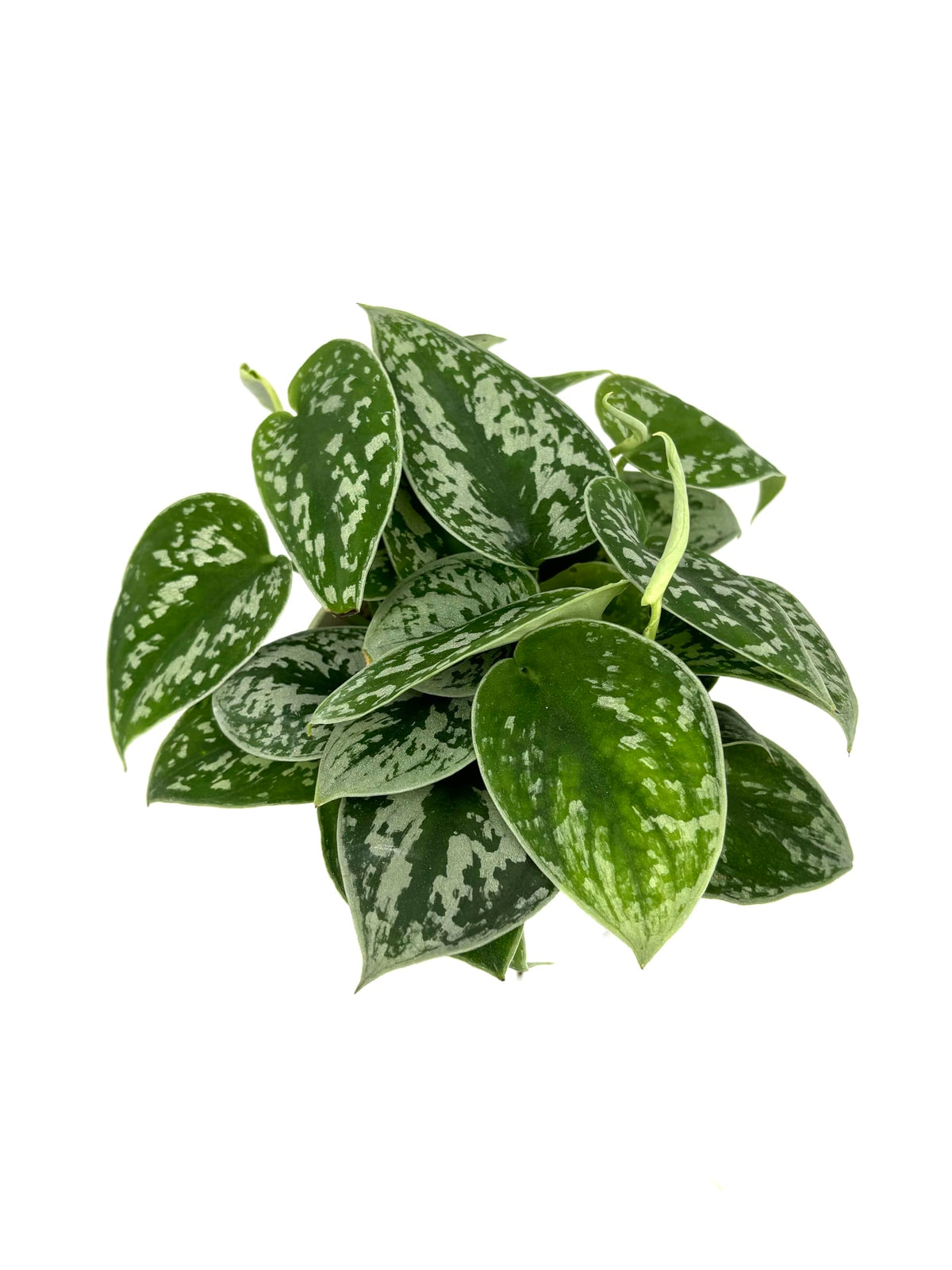 Green silver splash pothos house plant on a white background