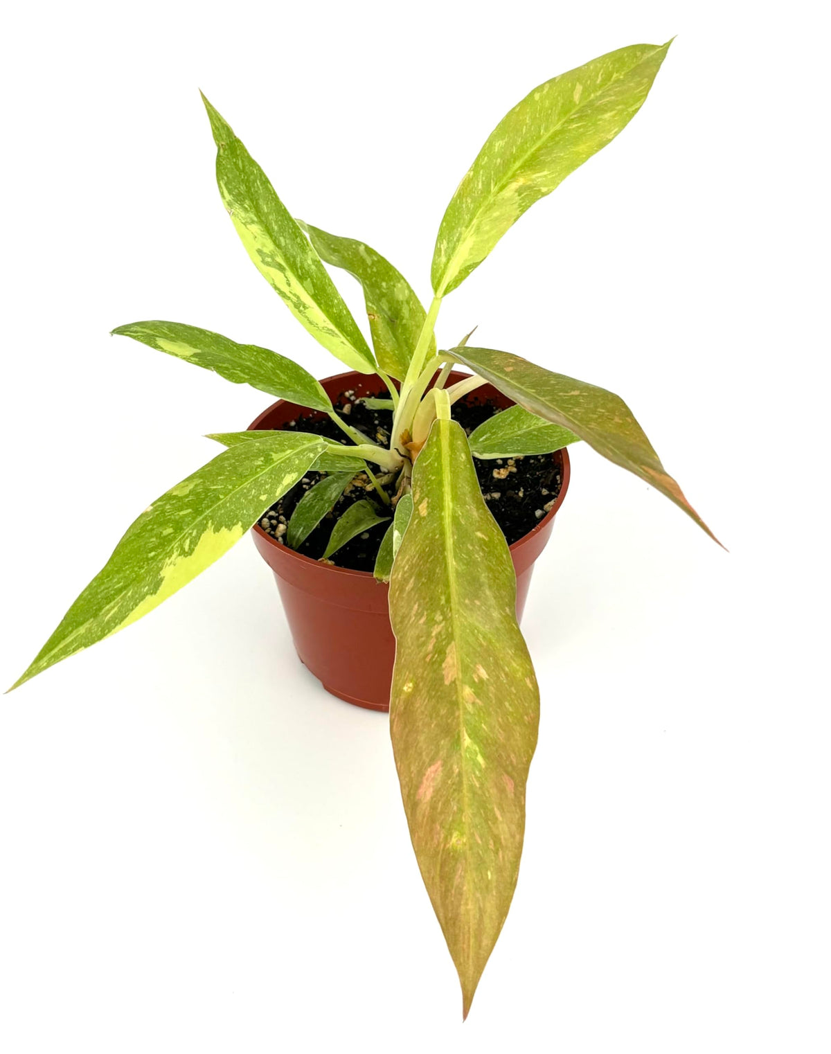 Potted philodendron ring of fire with green and yellow leaves on a white background