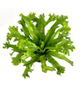 Japanese bird nest fern green plant on a white background