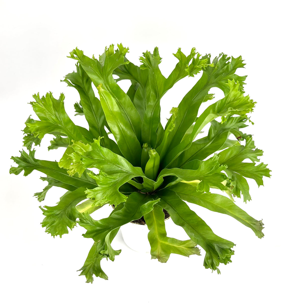 Japanese bird nest fern green plant on a white background