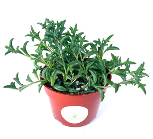 Potted String of Dolphins plant with green leaves in a red pot on a white background