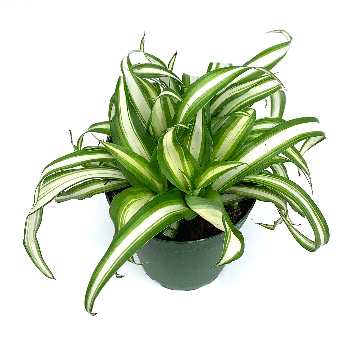 Potted spider plant with green and white striped leaves on a white background