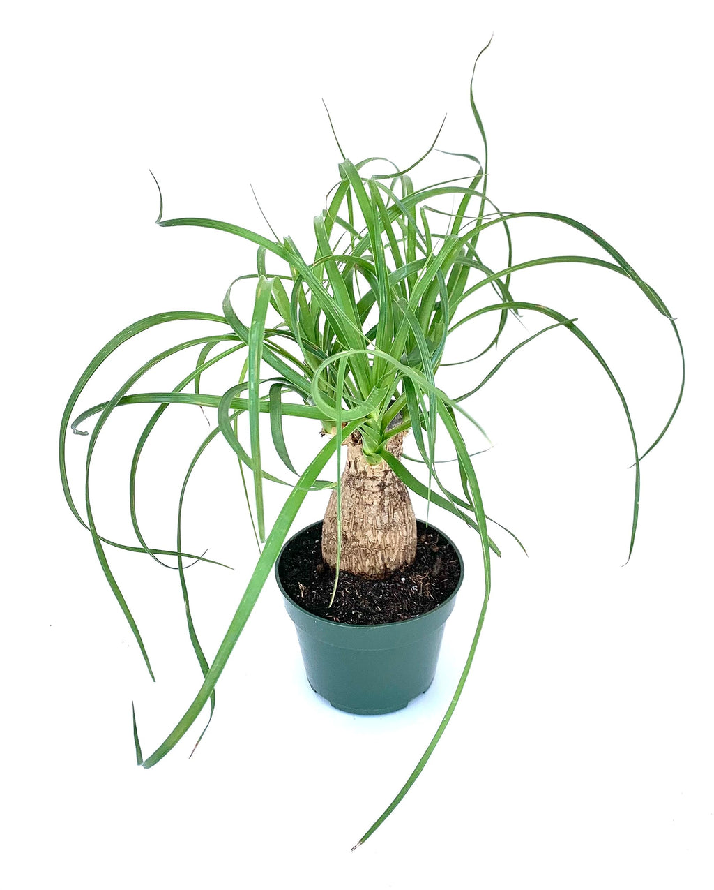 Potted ponytail palm plant with long green leaves on a white background