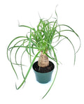Potted ponytail palm plant with long green leaves on a white background
