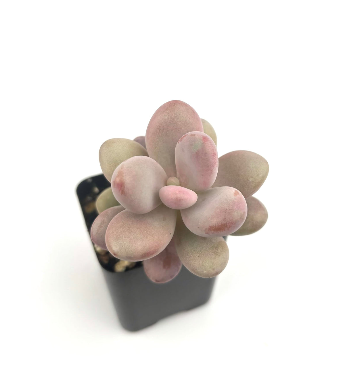 Pink Moonstone succulent plant in a black pot on a white background