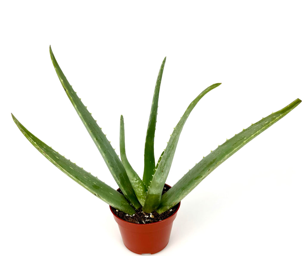 Live Aloe Vera Succulent Aloe Barbadensis Aloe 8"-12" Tall, 4" Pot