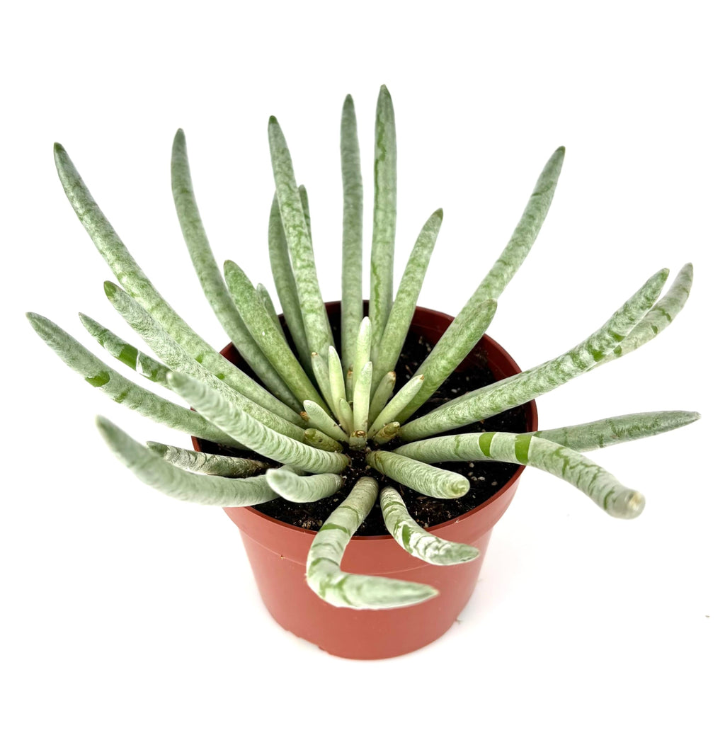 Silver Coral Succulent Senecio Scaposus, Green with White Rosettes, 4 Inch Pot, Live Indoor Plant